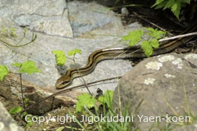 Japanese striped snakel | Elaphe quadrivirgata