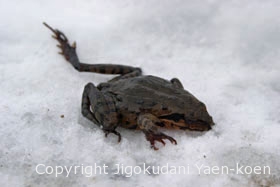 Montane Brown frog | Rana ornativentris