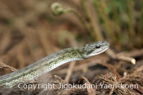 Japanese Rat Snakel | Japanese Rat Snake
