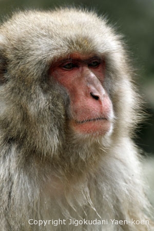 Face of monkey