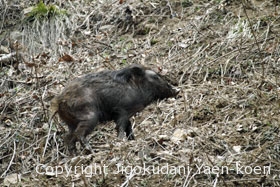 Wild boar | Sus scrofa