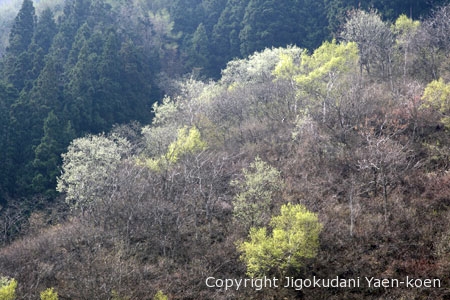 Four seasons in Jigokudani