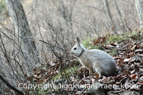 Japanese hare | Lepus brachyurus
