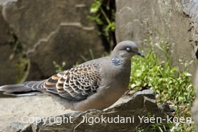 キジバト|Oriental Turtle-Dove|Streptopelia orientalis