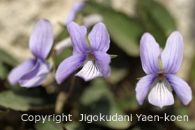 タチツボスミレ|Viola grypoceras