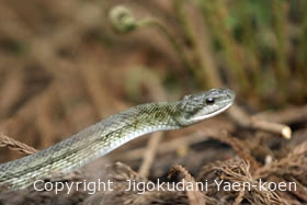 アオダイショウ|Japanese Rat Snakel|Japanese Rat Snake