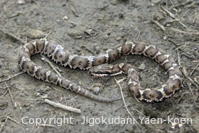 [注意！毒蛇]<br />ニホンマムシ |Japanese copperhead|Gloydius blomhoffii