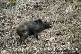イノシシ|Wild boar|Sus scrofa