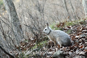 ニホンノウサギ|Japanese hare|Lepus brachyurus
