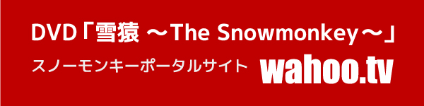 DVD「雪猿 ～The Snowmonkey～」 スノーモンキーポータルサイト wahoo.tv