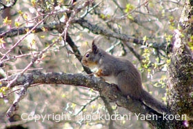 ニホンリス（ホンドリス）|Japanese Squirrel|Sciurus lis