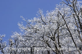 樹氷|A tree covered with ice