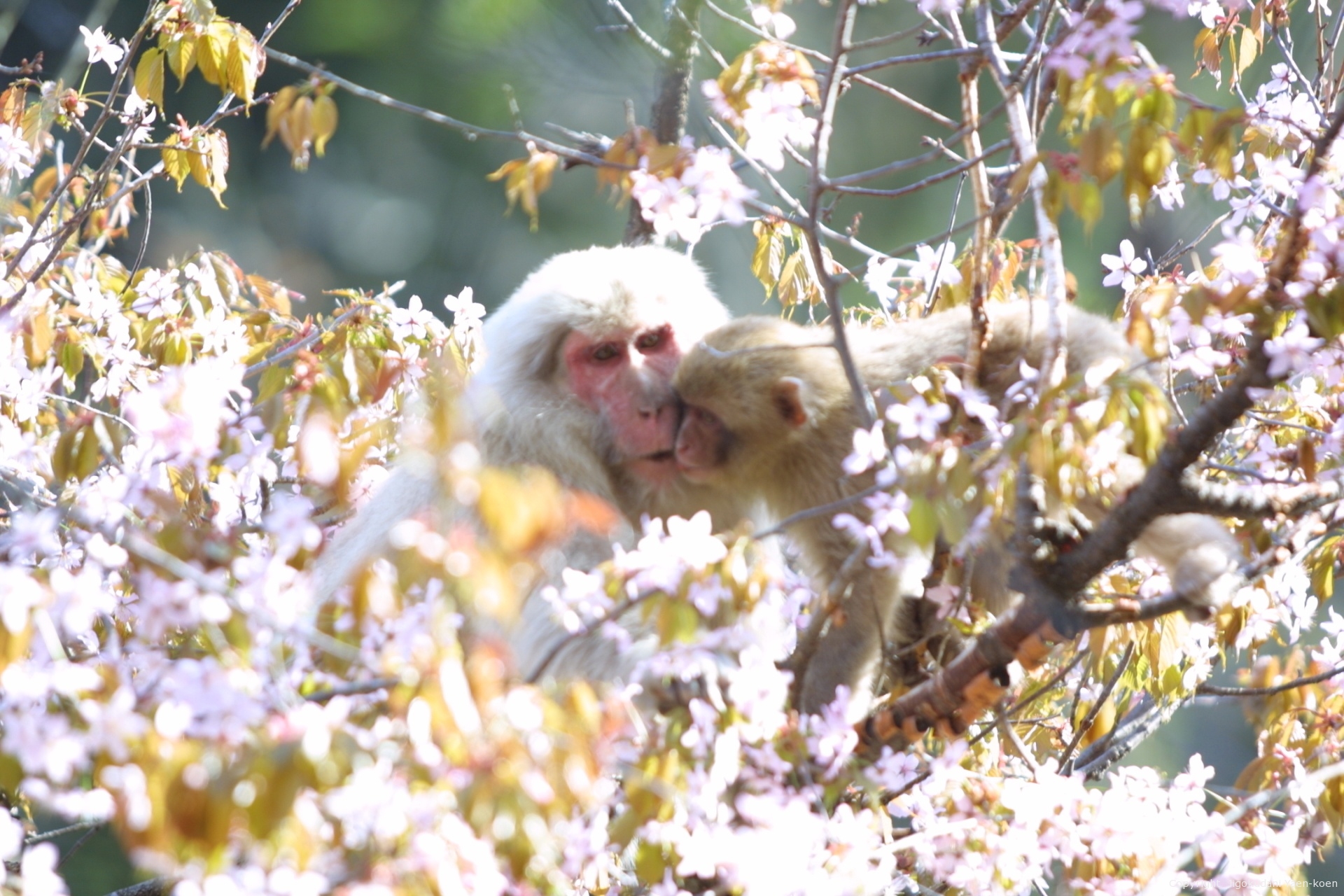 桜に囲まれて
