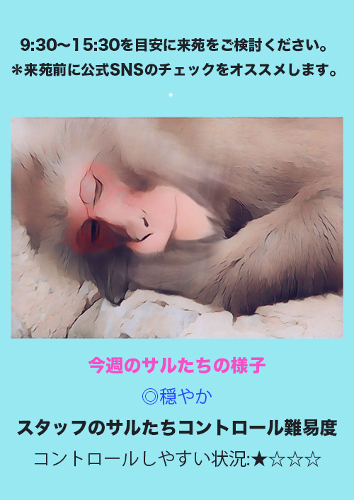 地獄谷野猿公苑 | お知らせ | サルたち出勤予報 12/15~12/22